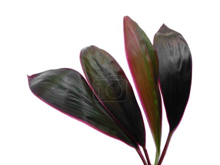 Photo for Red leaf isolated on white background. Cordyline fruticosa leaves or hanjuang leaf on white background. Leaves Background or Leaf Background for Decoration. Beautiful and Exotic Leaf. Plant Background and Tree Background. Plants in Garden - Royalty Free Image