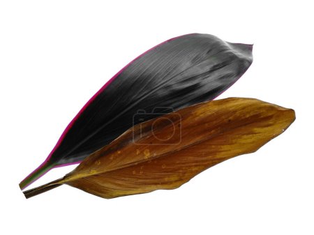 Red leaf isolated on white background. Cordyline fruticosa leaves or hanjuang leaf on white background. Leaves Background or Leaf Background for Decoration. Beautiful and Exotic Leaf. Plant Background and Tree Background. Plants in Garden
