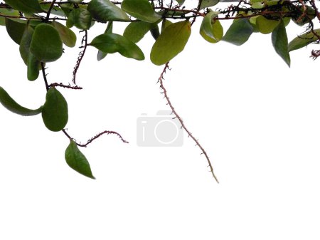 Photo for Green plant hanging isolated on white background. Dragon scales or Pyrrosia piloselloides on white background. Leaves Background or Leaf Background for Decoration. Beautiful and Exotic Leaf. Plant Background and Tree Background. Plants in Garden - Royalty Free Image