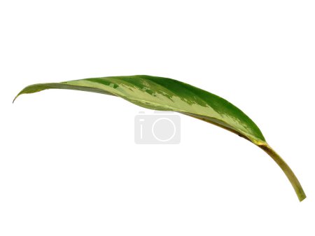 Photo for Green leaf on white background. Tree with green leaves. The name of the plant is Aglaonema commutatum. Leaves Background or Leaf Background for Decoration. Beautiful and Exotic Leaf. Plant Background and Tree Background. Plants in Garden - Royalty Free Image