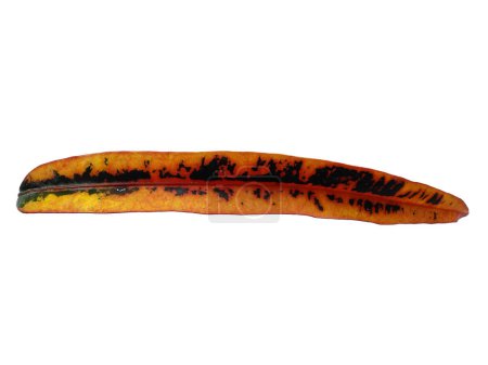 Feuille de Codiaeum variegatum Isolé sur fond blanc. Le Codiaeum variegatum laisse sur fond blanc. Feuilles rouges ou jaunes. Les feuilles sont de nombreuses couleurs. Feuilles de fond ou Feuilles de fond pour la décoration. Belle et exotique feuille. Arbre Contexte