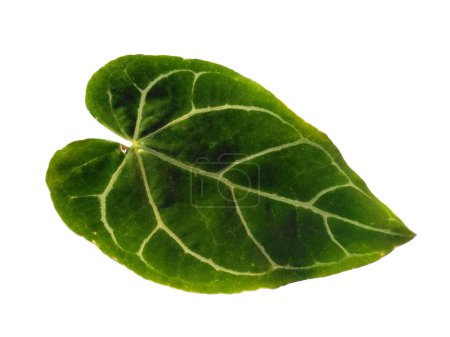 Photo for Anthurium crystallinum leaf Isolated on white background. Green leaf or green leaves on white background. Leaves Background or Leaf Background for Decoration. Beautiful and Exotic Leaf. Plant Background and Tree Background. Plants in Garden - Royalty Free Image