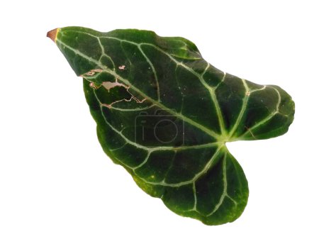 Photo for Anthurium crystallinum leaf Isolated on white background. Green leaf or green leaves on white background. Leaves Background or Leaf Background for Decoration. Beautiful and Exotic Leaf. Plant Background and Tree Background. Plants in Garden - Royalty Free Image