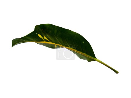 Codiaeum variegatum Blatt Isoliert auf weißem Hintergrund. Codiaeum variegatum blättert auf weißem Hintergrund. Grünes Blatt oder grüne Blätter. Blätter sind viele Farben. Blätter Hintergrund oder Blatt Hintergrund für die Dekoration. Schöne und exotische Blatt.