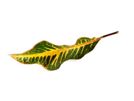 Codiaeum variegatum leaf Isolated on white background. Codiaeum variegatum leaves on white background. Green leaf or green leaves. Leaves are many colors. Leaves Background or Leaf Background for Decoration. Beautiful and Exotic Leaf.