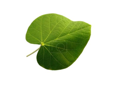 Photo for Hibiscus tiliaceus leaf Isolated on white background. Green leaf or green leaves on white background. Leaves Background or Leaf Background for Decoration. Beautiful and Exotic Leaf. Plant Background and Tree Background. Plants in Garden - Royalty Free Image