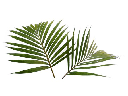 Photo for Green leaves or green leaf isolated on white background. Bamboo palm leaves or palm leaf on white background. Leaves Background or Leaf Background for Decoration. Beautiful and Exotic Leaf. Plant Background and Tree Background. Plants in Garden - Royalty Free Image
