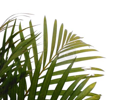 Feuilles vertes ou feuilles vertes isolées sur fond blanc. Feuilles de palmier en bambou ou feuille de palmier sur fond blanc. Feuilles de fond ou Feuilles de fond pour la décoration. Belle et exotique feuille. Plant Background and Tree Background. Plantes dans le jardin