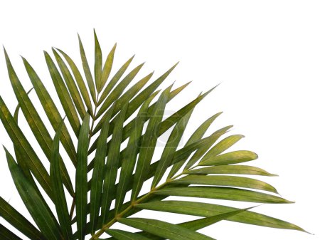 Grüne Blätter oder grüne Blätter isoliert auf weißem Hintergrund. Bambuspalmenblätter oder Palmblätter auf weißem Hintergrund. Blätter Hintergrund oder Blatt Hintergrund für die Dekoration. Schöne und exotische Blatt. Pflanzenhintergrund und Baumhintergrund. Pflanzen im Garten