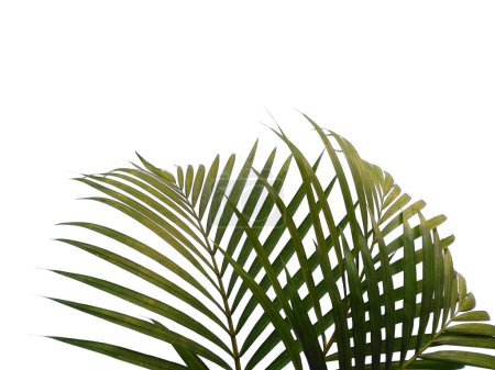 Green leaves or green leaf isolated on white background. Bamboo palm leaves or palm leaf on white background. Leaves Background or Leaf Background for Decoration. Beautiful and Exotic Leaf. Plant Background and Tree Background. Plants in Garden