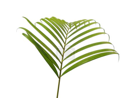 Foto de Hojas verdes o hojas verdes aisladas sobre fondo blanco. Hojas de palma de bambú o de palma sobre fondo blanco. Hojas de fondo o fondo de hoja para la decoración. Hoja hermosa y exótica. Antecedentes de plantas y árboles. Plantas en el jardín - Imagen libre de derechos