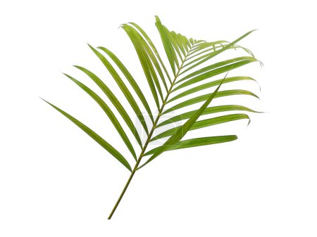 Foto de Hojas verdes o hojas verdes aisladas sobre fondo blanco. Hojas de palma de bambú o de palma sobre fondo blanco. Hojas de fondo o fondo de hoja para la decoración. Hoja hermosa y exótica. Antecedentes de plantas y árboles. Plantas en el jardín - Imagen libre de derechos