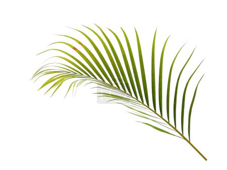 Grüne Blätter oder grüne Blätter isoliert auf weißem Hintergrund. Bambuspalmenblätter oder Palmblätter auf weißem Hintergrund. Blätter Hintergrund oder Blatt Hintergrund für die Dekoration. Schöne und exotische Blatt. Pflanzenhintergrund und Baumhintergrund. Pflanzen im Garten
