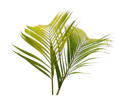 Téléchargez les photos : Feuilles vertes ou feuilles vertes isolées sur fond blanc. Feuilles de palmier en bambou ou feuille de palmier sur fond blanc. Feuilles de fond ou Feuilles de fond pour la décoration. Belle et exotique feuille. Plant Background and Tree Background. Plantes dans le jardin - en image libre de droit