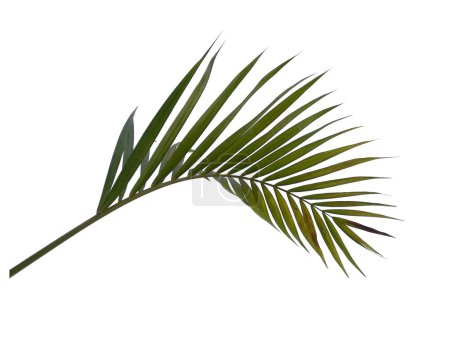 Photo for Green leaves or green leaf isolated on white background. Bamboo palm leaves or palm leaf on white background. Leaves Background or Leaf Background for Decoration. Beautiful and Exotic Leaf. Plant Background and Tree Background. Plants in Garden - Royalty Free Image