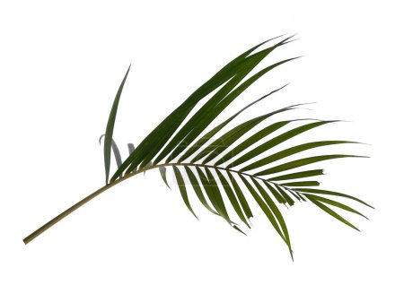 Green leaves or green leaf isolated on white background. Bamboo palm leaves or palm leaf on white background. Leaves Background or Leaf Background for Decoration. Beautiful and Exotic Leaf. Plant Background and Tree Background. Plants in Garden