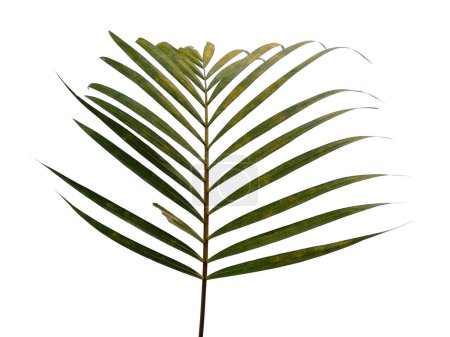Hojas verdes o hojas verdes aisladas sobre fondo blanco. Hojas de palma de bambú o de palma sobre fondo blanco. Hojas de fondo o fondo de hoja para la decoración. Hoja hermosa y exótica. Antecedentes de plantas y árboles. Plantas en el jardín