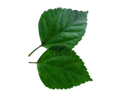 Photo for Hibiscus leaf on white background. Tree with green leaves. The name of the plant is Rosemallows. Leaves Background or Leaf Background for Decoration. Beautiful and Exotic Leaf. Plant Background and Tree Background. Plants in Garden - Royalty Free Image