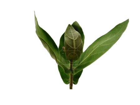 Calotropis gigantea leaves or giant calotrope leaf Isolated on white background. Green leaf or green leaves on white background. Leaves Background or Leaf Background for Decoration. Beautiful and Exotic Leaf. Plant Background and Tree Background.