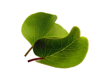 Photo for Ipomoea pes-caprae leaves or beach morning glory leaf Isolated on white background. Green leaf or green leaves on white background. Leaves Background or Leaf Background for Decoration. Beautiful and Exotic Leaf. Plant Background and Tree Background - Royalty Free Image