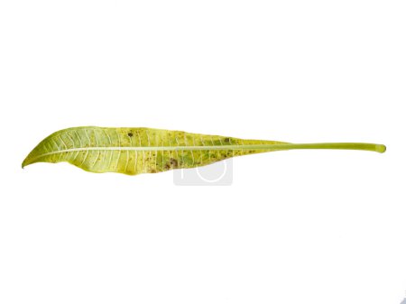 Téléchargez les photos : Gros plan de Plumeria ou Frangipani. Fleurs tropicales, Hawaiian Lei Flower. Collection de feuilles vertes isolées sur fond blanc. Feuille verte frangipani fleur isolée sur fond blanc. Feuilles Arrière-plan ou Feuille Arrière-plan pour Décoration - en image libre de droit