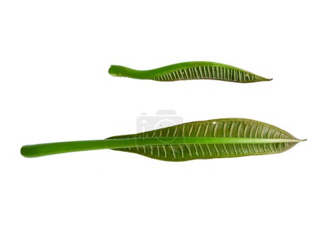 Photo for Close up of Plumeria or Frangipani. Tropical flowers, Hawaiian Lei Flower. Collection of green leaves isolated on white background. Green leaf frangipani flower isolated on white background. Leaves Background or Leaf Background for Decoration - Royalty Free Image