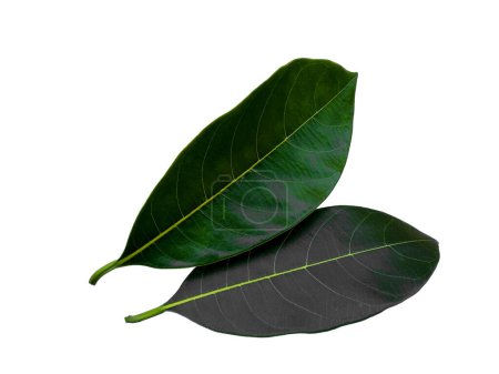 Photo for Jackfruit leaf on white background. Tree with green leaves. The name of the plant is Jackfruit. Leaves Background or Leaf Background for Decoration. Beautiful and Exotic Leaf. Plant Background and Tree Background. Plants in Garden - Royalty Free Image