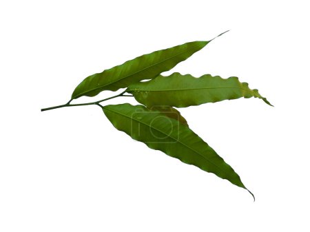 Foto de Glodokan tiang hoja sobre fondo blanco. Árbol con hojas verdes. El nombre de la planta es Polyalthia longifolia. Hojas de fondo o fondo de hoja para la decoración. Hoja hermosa y exótica. Antecedentes de plantas y árboles. Plantas en el jardín - Imagen libre de derechos