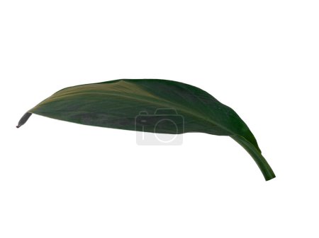 Photo for Canna indica leaf on white background. Tree with green leaves. Leaves Background or Leaf Background for Decoration. Beautiful and Exotic Leaf. Plant Background and Tree Background. Plants in Garden - Royalty Free Image