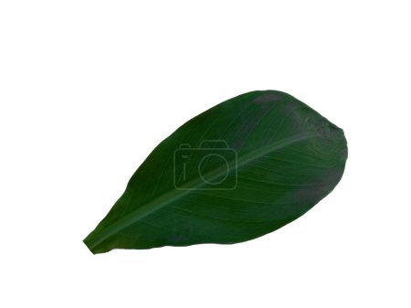 Photo for Canna indica leaf on white background. Tree with green leaves. Leaves Background or Leaf Background for Decoration. Beautiful and Exotic Leaf. Plant Background and Tree Background. Plants in Garden - Royalty Free Image