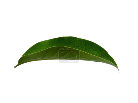 Grünes Blatt auf weißem Hintergrund. Baum mit grünen Blättern. Die Pflanze heißt Magnolia champaca. Blätter Hintergrund oder Blatt Hintergrund für die Dekoration. Schöne und exotische Blatt. Pflanzenhintergrund und Baumhintergrund. Pflanzen im Garten