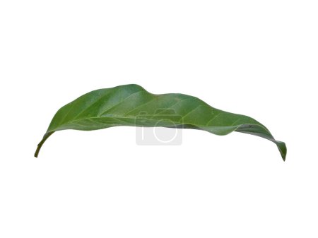 Feuille verte sur fond blanc. Arbre aux feuilles vertes. Le nom de la plante est Magnolia champaca. Feuilles de fond ou Feuilles de fond pour la décoration. Belle et exotique feuille. Plant Background and Tree Background. Plantes dans le jardin