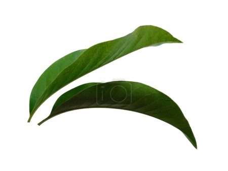 Feuille verte sur fond blanc. Arbre aux feuilles vertes. Le nom de la plante est Magnolia champaca. Feuilles de fond ou Feuilles de fond pour la décoration. Belle et exotique feuille. Plant Background and Tree Background. Plantes dans le jardin