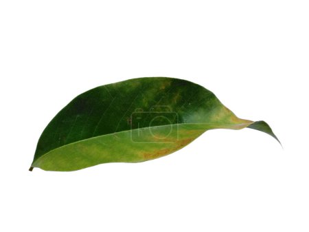 Green leaf on white background. Tree with green leaves. The name of the plant is Magnolia champaca. Leaves Background or Leaf Background for Decoration. Beautiful and Exotic Leaf. Plant Background and Tree Background. Plants in Garden