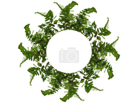 Green plant or green tree Isolated on white background. Green leaf or green leaves on white background. Leaf arrangement nice for the frame. Leaves Background or Leaf Background for Decoration. Beautiful and Exotic Leaf. Plant and Tree Background