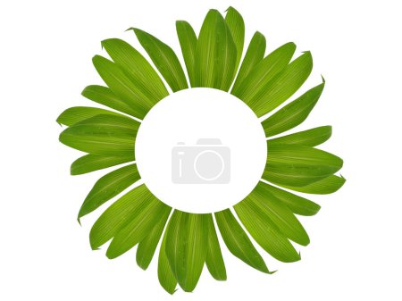 Téléchargez les photos : Plante verte ou arbre vert Isolé sur fond blanc. Feuille verte ou feuilles vertes sur fond blanc. Agencement des feuilles agréable pour le cadre. Feuilles de fond ou Feuilles de fond pour la décoration. Belle et exotique feuille. Contexte des plantes et des arbres - en image libre de droit