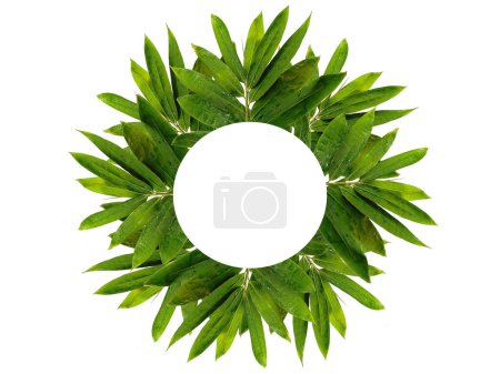 Photo for Green plant or green tree Isolated on white background. Green leaf or green leaves on white background. Leaf arrangement nice for the frame. Leaves Background or Leaf Background for Decoration. Beautiful and Exotic Leaf. Plant and Tree Background - Royalty Free Image