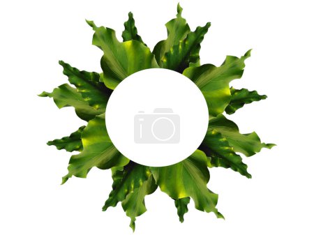 Green plant or green tree Isolated on white background. Green leaf or green leaves on white background. Leaf arrangement nice for the frame. Leaves Background or Leaf Background for Decoration. Beautiful and Exotic Leaf. Plant and Tree Background