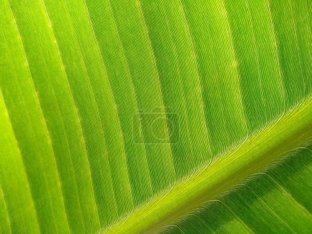 Foto de Hoja de plátano tropical verde fresco, amarillo y marrón fondo de la hoja. Hoja de plátano vieja mirada marchita, sucia, moribunda y putrefacta en la naturaleza. Se puede utilizar como imagen de fondo - Imagen libre de derechos