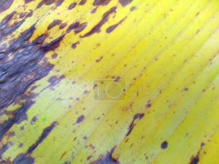 Téléchargez les photos : Feuille de banane tropicale vert frais, jaune et brun fond de feuille. La vieille feuille de banane a l'air sèche, sale, mourante et pourrissante dans la nature. Peut être utilisé comme image de fond - en image libre de droit