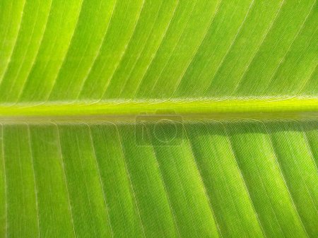 Téléchargez les photos : Feuille de banane tropicale vert frais, jaune et brun fond de feuille. La vieille feuille de banane a l'air sèche, sale, mourante et pourrissante dans la nature. Peut être utilisé comme image de fond - en image libre de droit