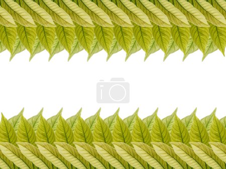 Blattarrangement für Dekoration oder Rahmen. Schöne grüne Blätter. Grünes Blatt isoliert auf weißem Hintergrund. Blätter Hintergrund oder Blatt Hintergrund für die Dekoration. Schöne und exotische Blatt. Pflanzenhintergrund und Baumhintergrund. Pflanzen im Garten