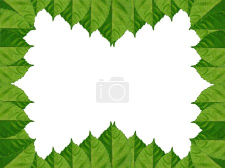 Leaf arrangement for decoration or frame. Beautiful green leaves. Green leaf isolated on white background. Leaves Background or Leaf Background for Decoration. Beautiful and Exotic Leaf. Plant Background and Tree Background. Plants in Garden