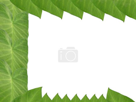 Photo for Leaf arrangement for decoration or frame. Beautiful green leaves. Green leaf isolated on white background. Leaves Background or Leaf Background for Decoration. Beautiful and Exotic Leaf. Plant Background and Tree Background. Plants in Garden - Royalty Free Image