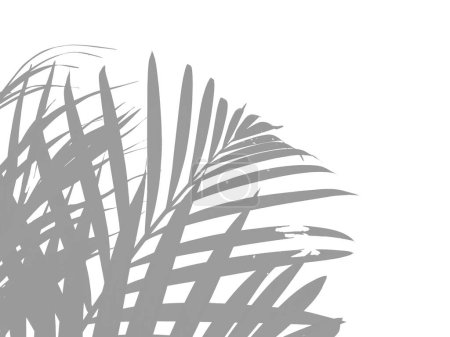 Téléchargez les photos : Ombre ou silhouette de palmier. Feuilles de fond ou Feuilles de fond pour la décoration. Belle et exotique feuille. Plant Background and Tree Background. Plantes dans le jardin - en image libre de droit