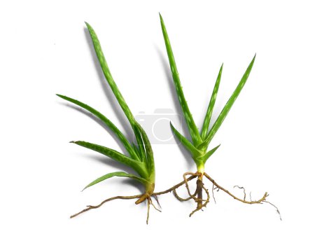 Téléchargez les photos : Aloe vera plante isolée sur fond blanc. Aloe vera feuilles fraîches isolées sur fond blanc. Feuille d'aloès ou d'aloès. Plant Background and Tree Background. Plantes dans le jardin - en image libre de droit