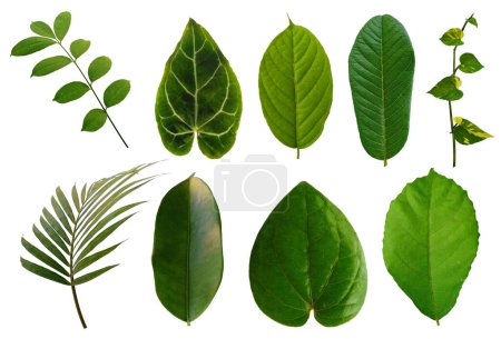 Photo for Leaf for frame or Leaves decoration. Leaf isolated on white background. Leaves Background or Leaf Background for Decoration. Beautiful and Exotic Leaf. Plant Background and Tree Background. Leaf Pattern, Plants in Garden - Royalty Free Image