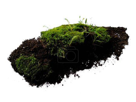 Photo for Green moss on white background. Green moss isolated on white background. Green moss with dirt, soil isolated on white background. Green moss and soil - Royalty Free Image