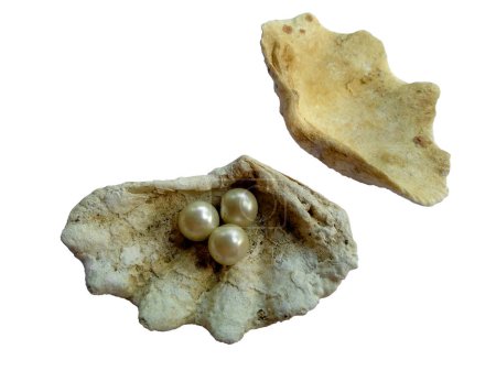 Foto de Ostra abierta con perla aislada sobre fondo blanco. Concha y perla aisladas sobre fondo blanco. Una concha de mar abierto con una perla en el interior - Imagen libre de derechos