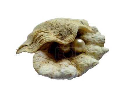 Offene Auster mit Perle isoliert auf weißem Hintergrund. Muschel und Perle isoliert auf weißem Hintergrund. Eine Muschel im offenen Meer mit einer Perle im Inneren